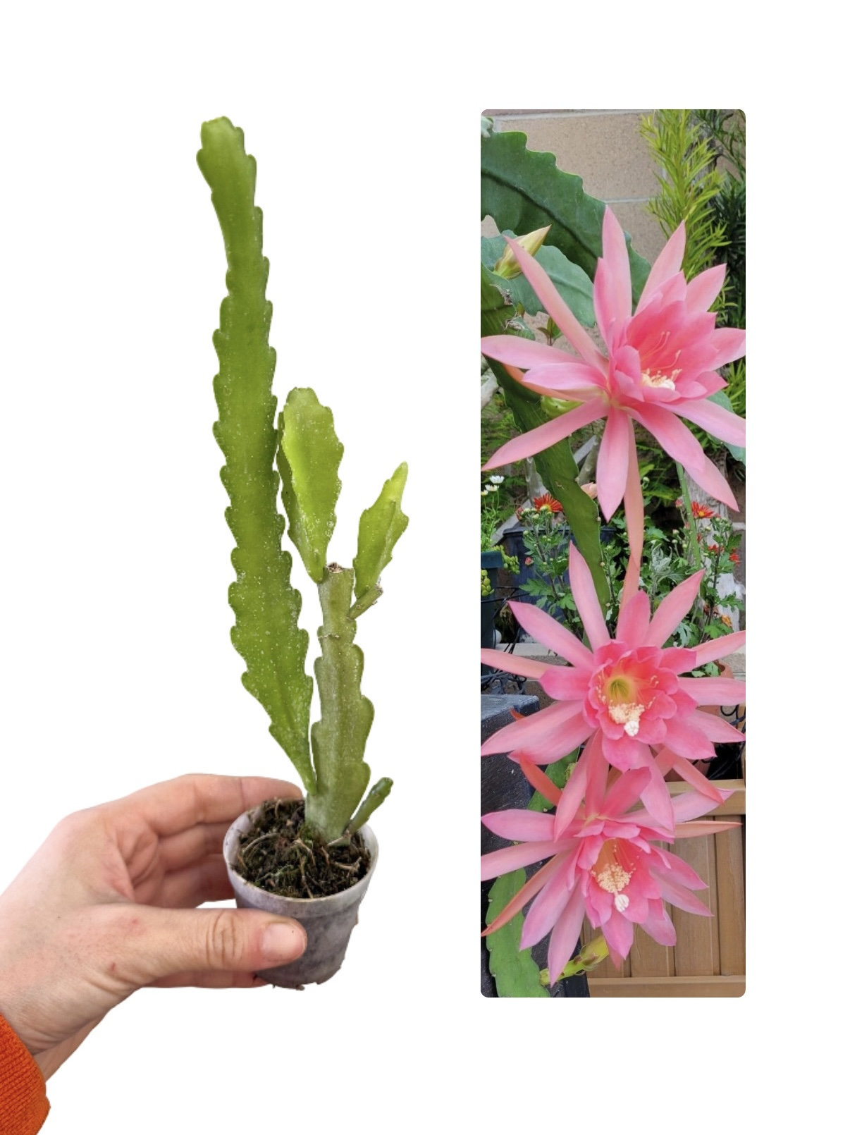 Pembe Çiçekli Atlas (Epiphyllum)