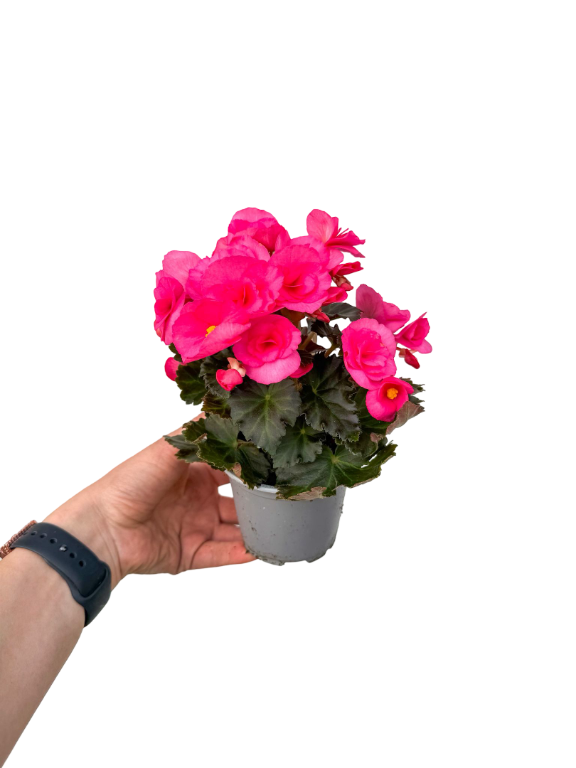 Pembe Çiçekli Katmerli Begonya - Begonia Toran