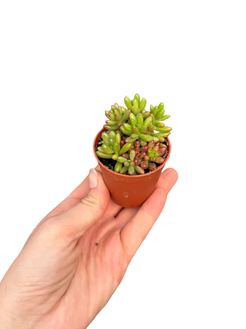 Sedum Rubrotinctum