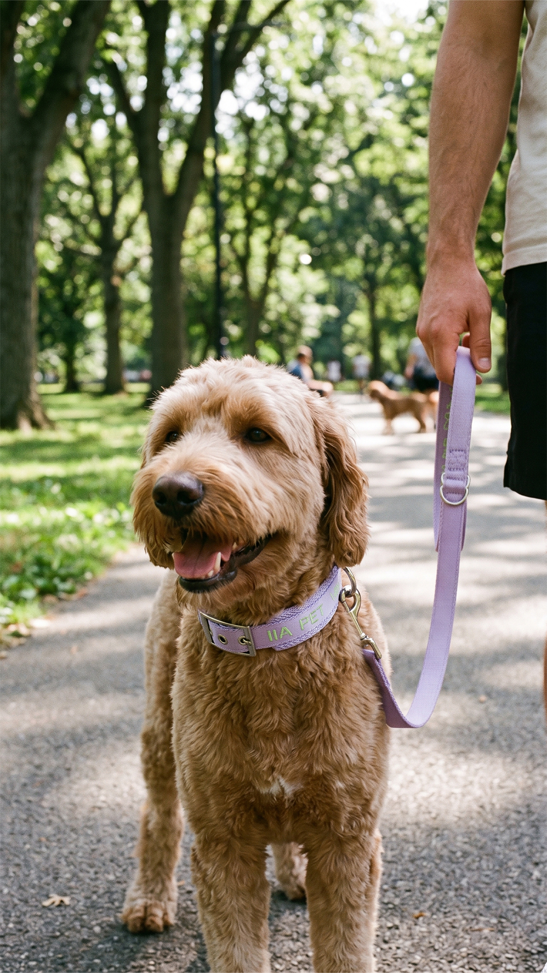 D-Pets Soft Wanjıa Köpek Boyun Tasması 2 Cm