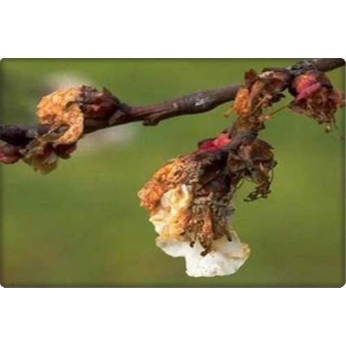 Sıvı GübrelerBIGCHEMBigchem Big Bordo Sulpho 1 Lt