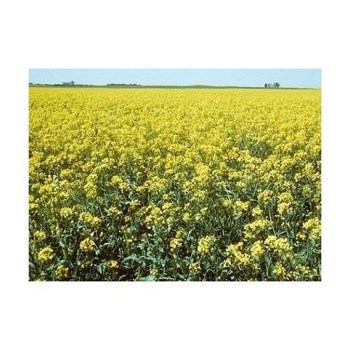 Yem & Tarla TohumlarıÇiftçiburadaÇiftçiburada Yem Şalgamı Ot Tipi Lenox 1 kg.