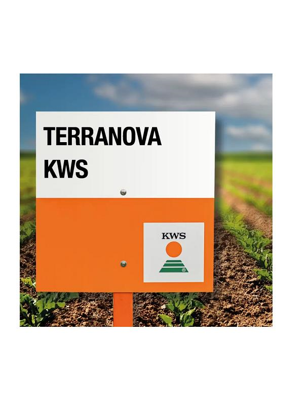 Yem & Tarla TohumlarıKwsKws Terranova Şeker Pancarı Tohumu 100.000 ad.