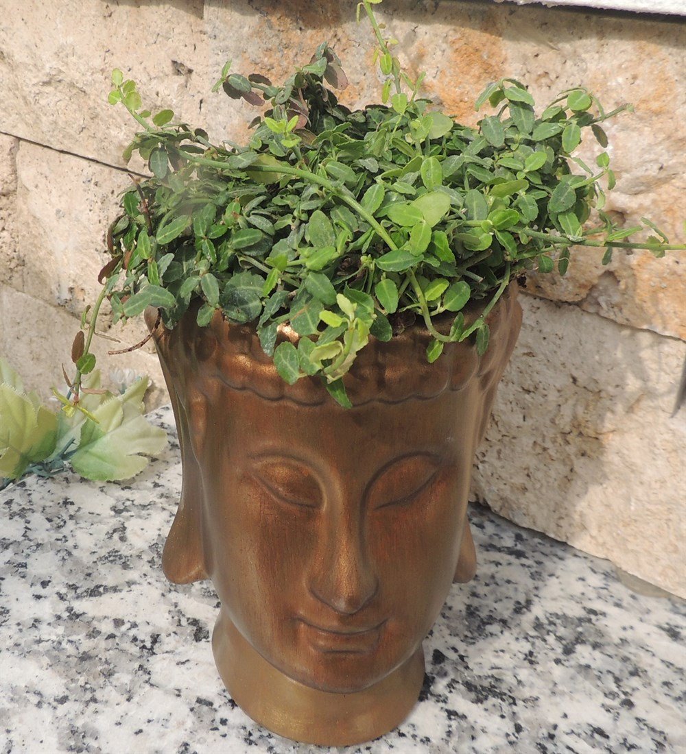 Beton Buddha Altın Rengi Saksı Taflan bitkili