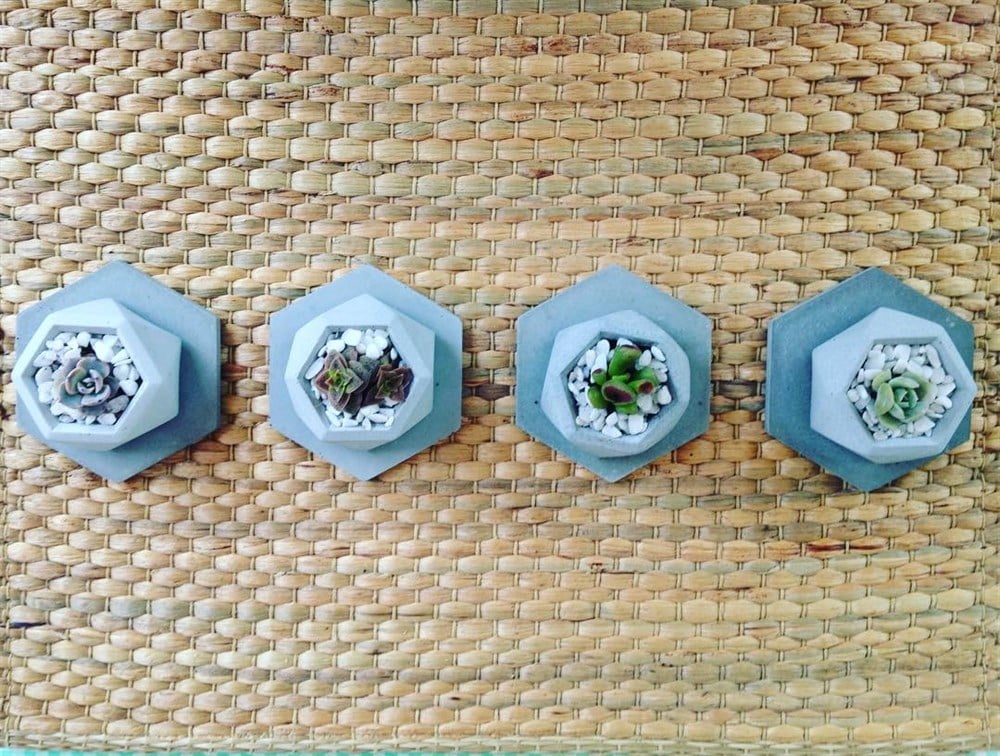 Beton Saksıda 4 Adet Altlıklı Mini Sukulent Set 
