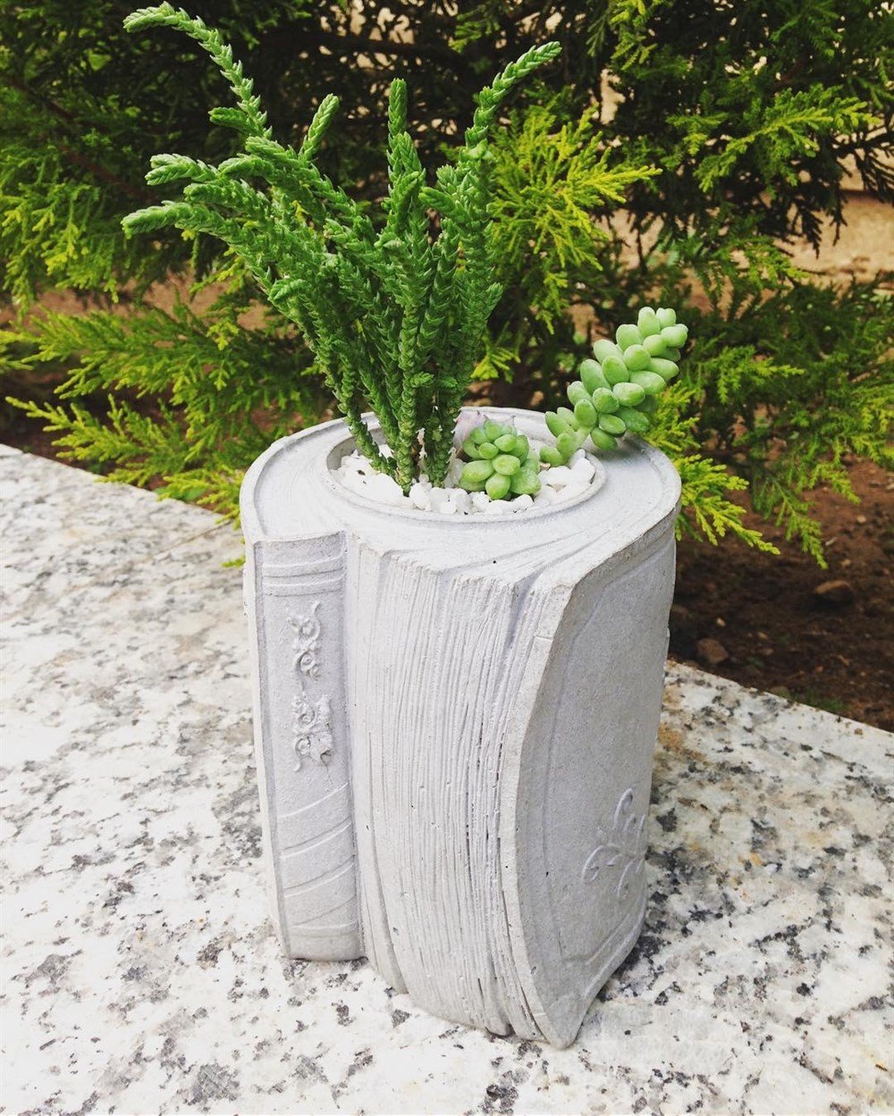 Beton Saksıda Karışık Sukulent Oxford Kitap Tasarım