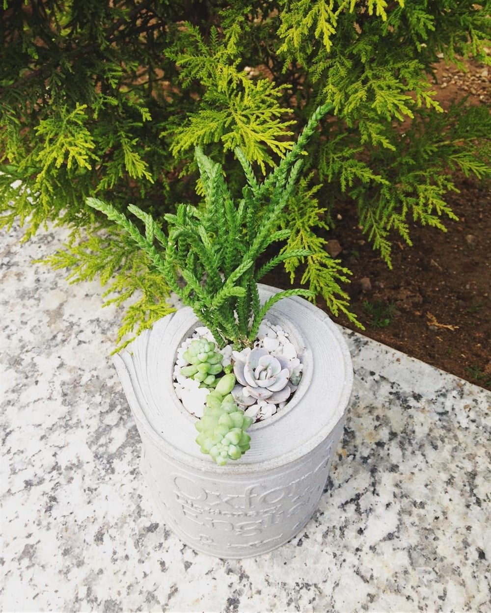 Beton Saksıda Karışık Sukulent Oxford Kitap Tasarım