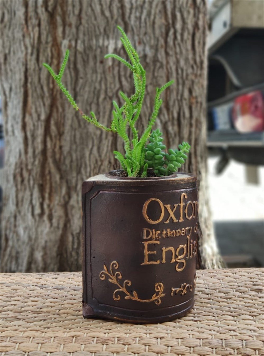 Beton Saksıda Karışık Sukulent Oxford Kitap Tasarım