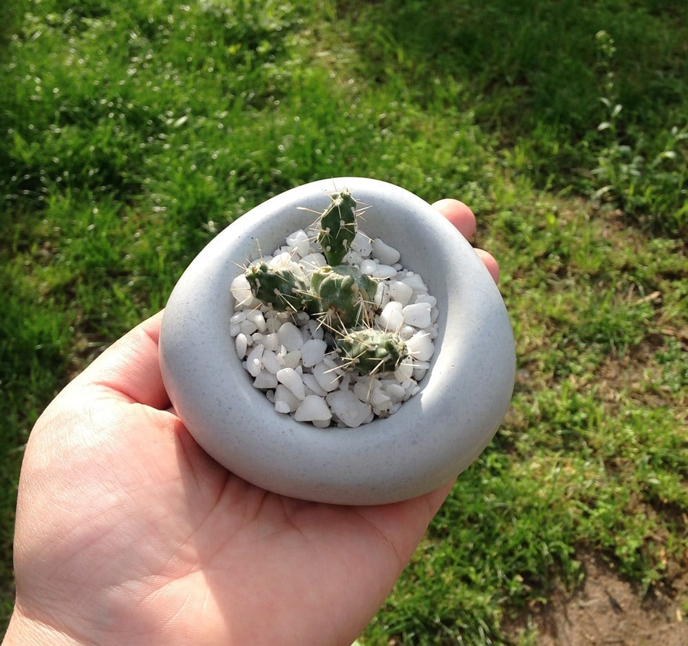 Beton Saksıda Mini Kaktüs Amorf Tasarım