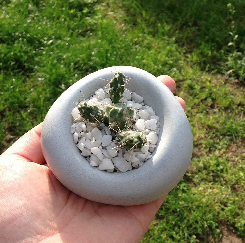 Beton Saksıda Mini Kaktüs Amorf Tasarım