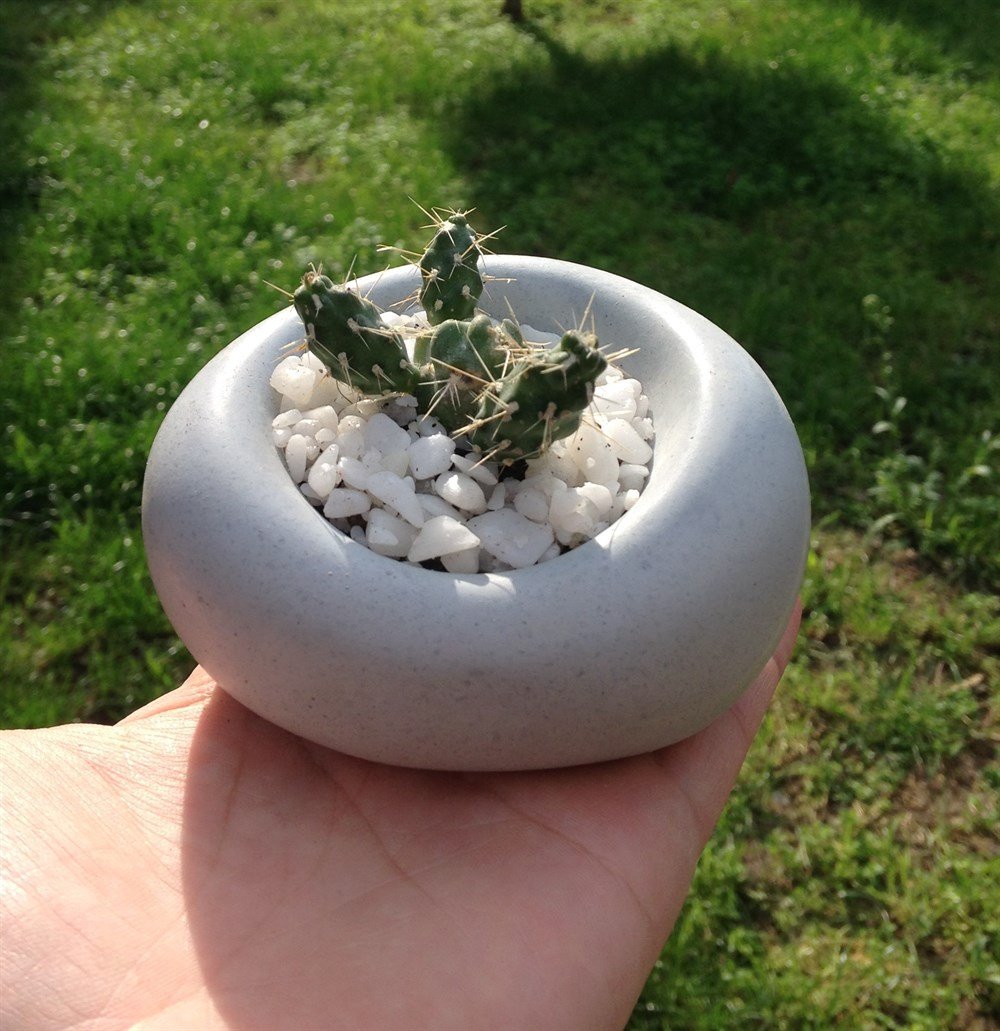 Beton Saksıda Mini Kaktüs Amorf Tasarım