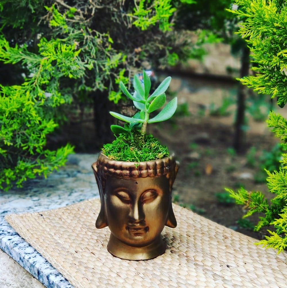 buddha Saksı