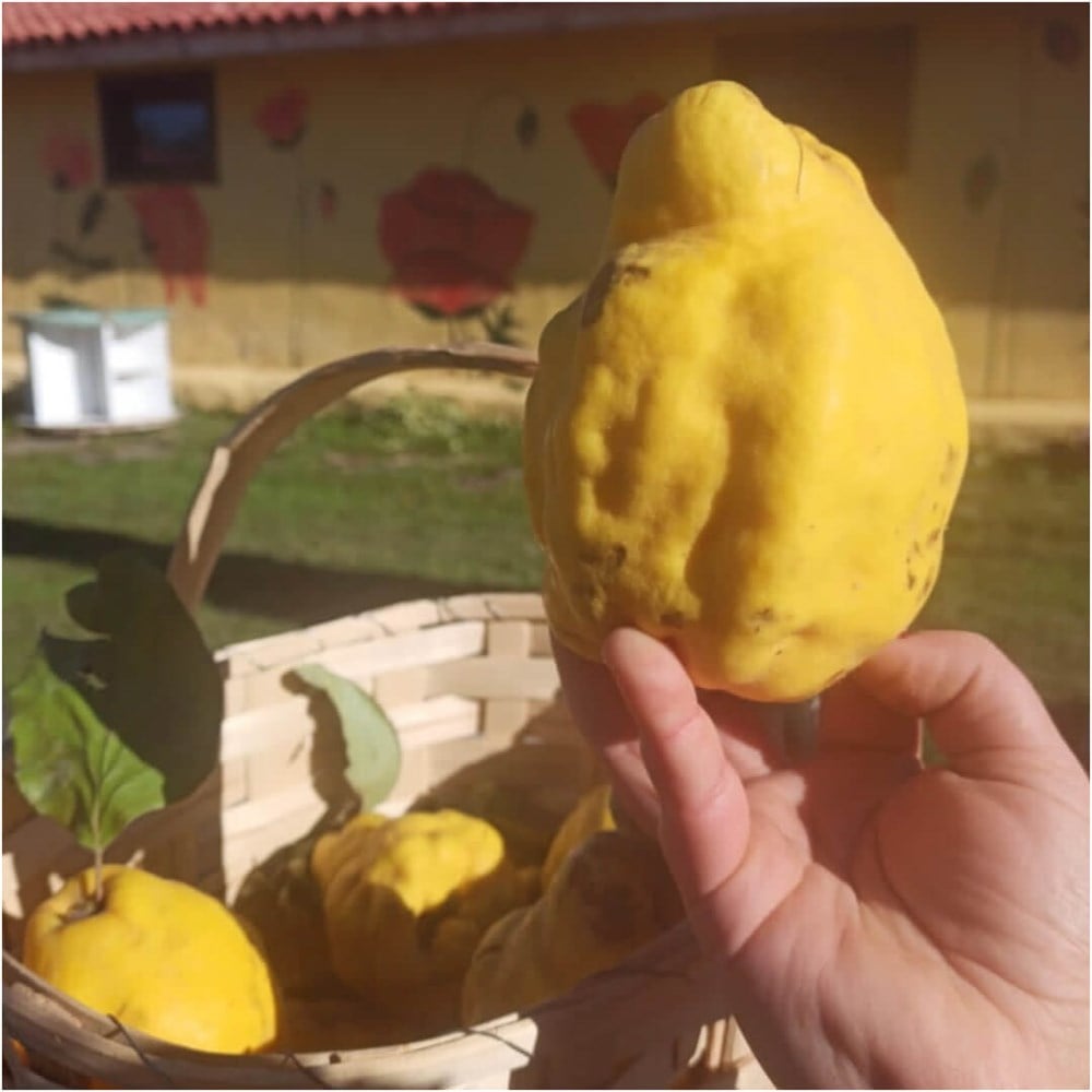 Bahçeden Ayva 1 kg