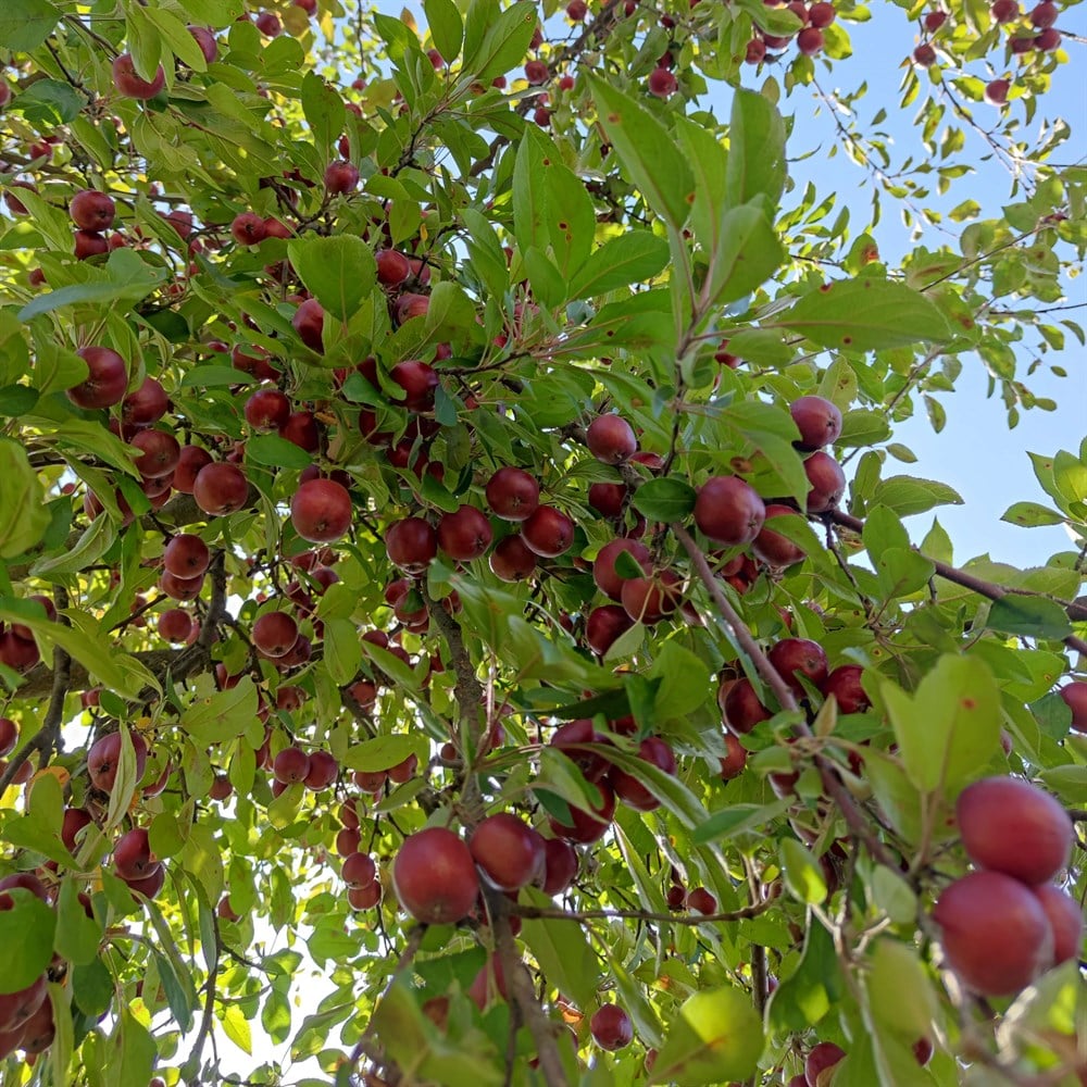 Bahçemizden Elma Çeşitleri 1 kg