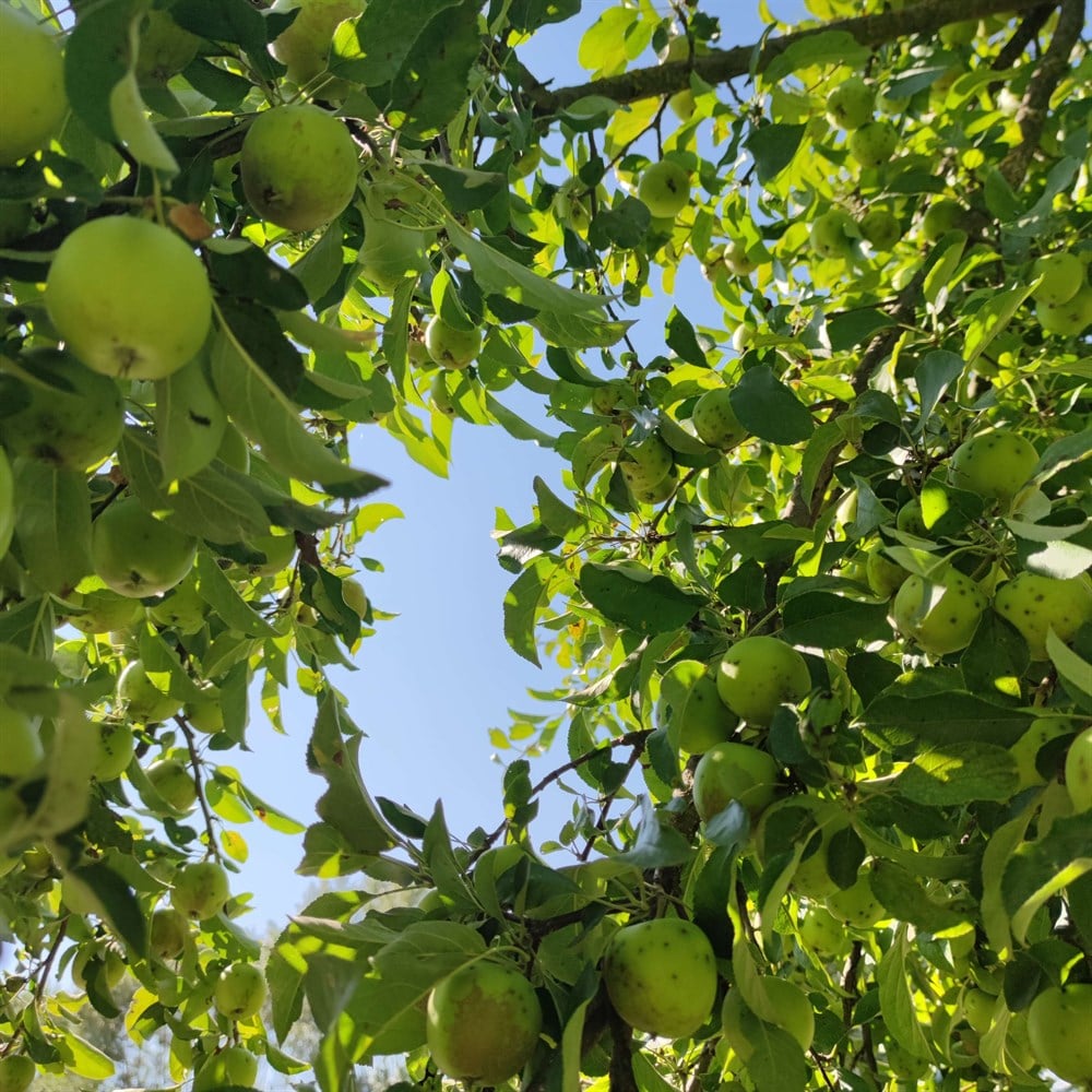 Bahçemizden Elma Çeşitleri 1 kg
