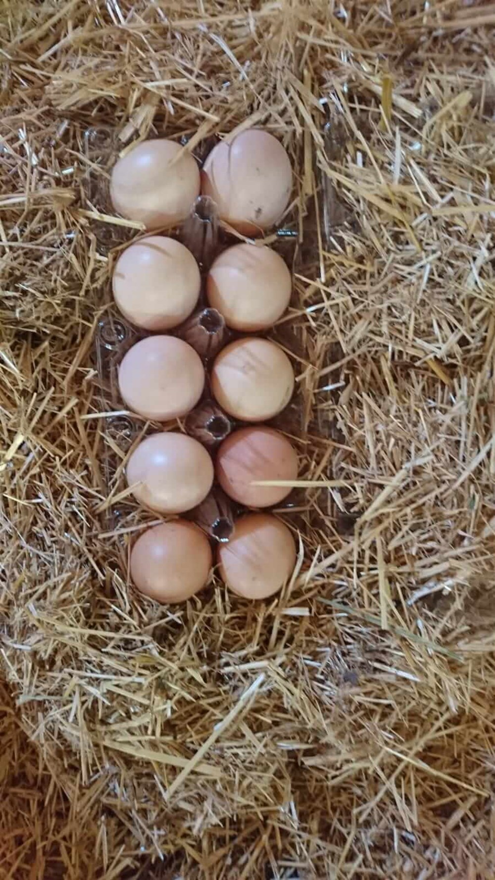 Köy Tavuğu Yumurtası (10'lupaket)
