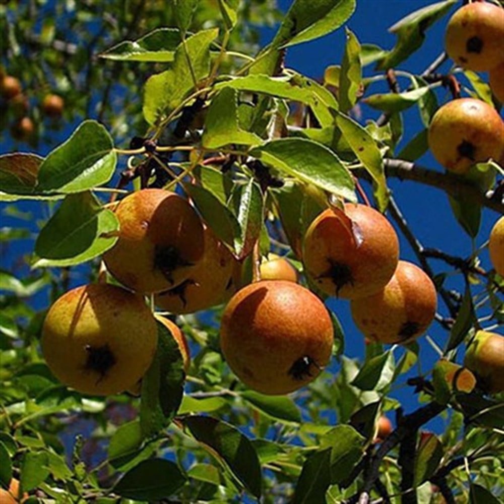 Sınırlı Sayıda Ahlat Pekmezi 720 gr.
