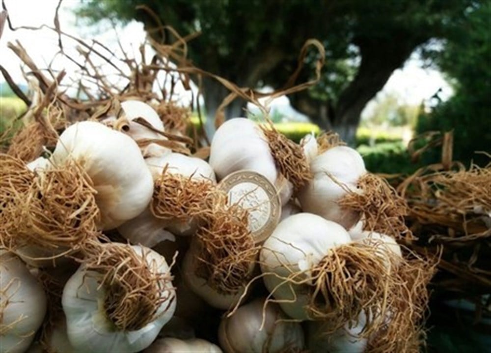 Taşköprü Sarımsağı 1000 gr. 2018 Mahsülü, İri 1. Kalite Sarımsak