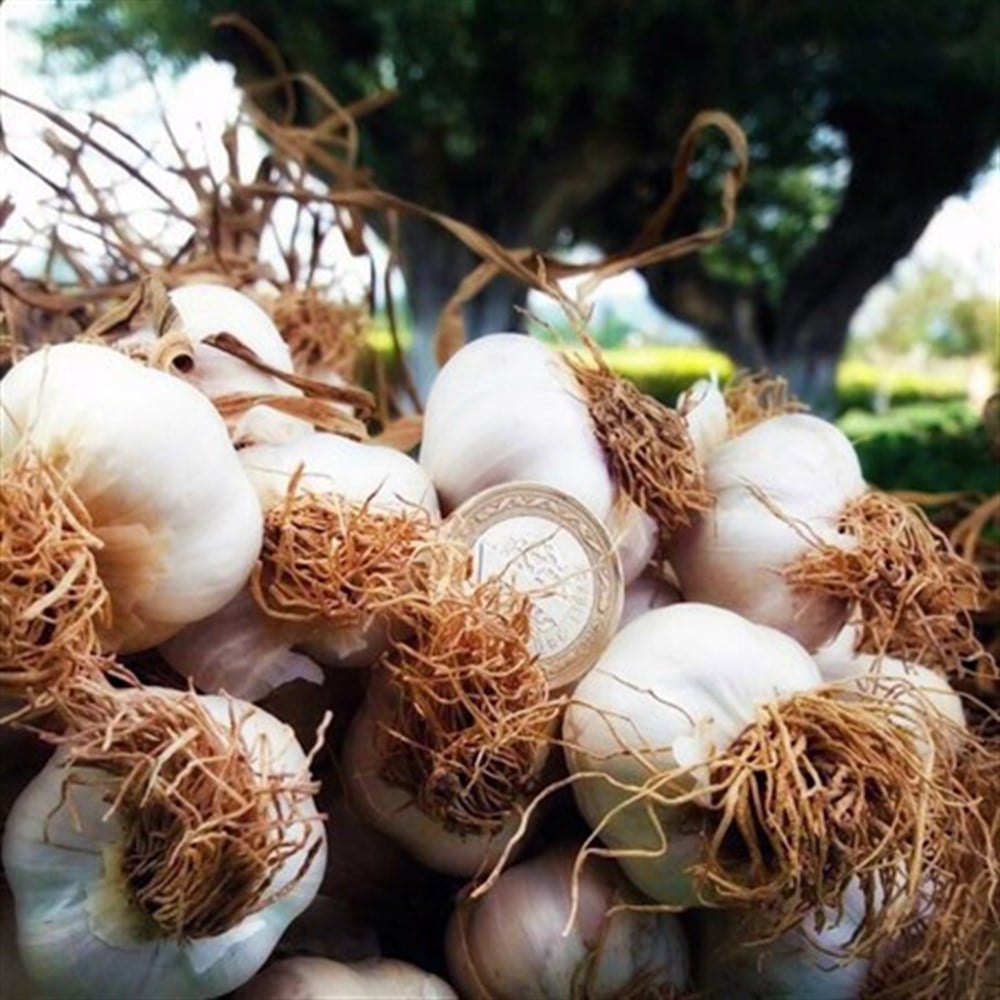 Taşköprü Sarımsağı 1000 gr. 2018 Mahsülü, İri 1. Kalite Sarımsak