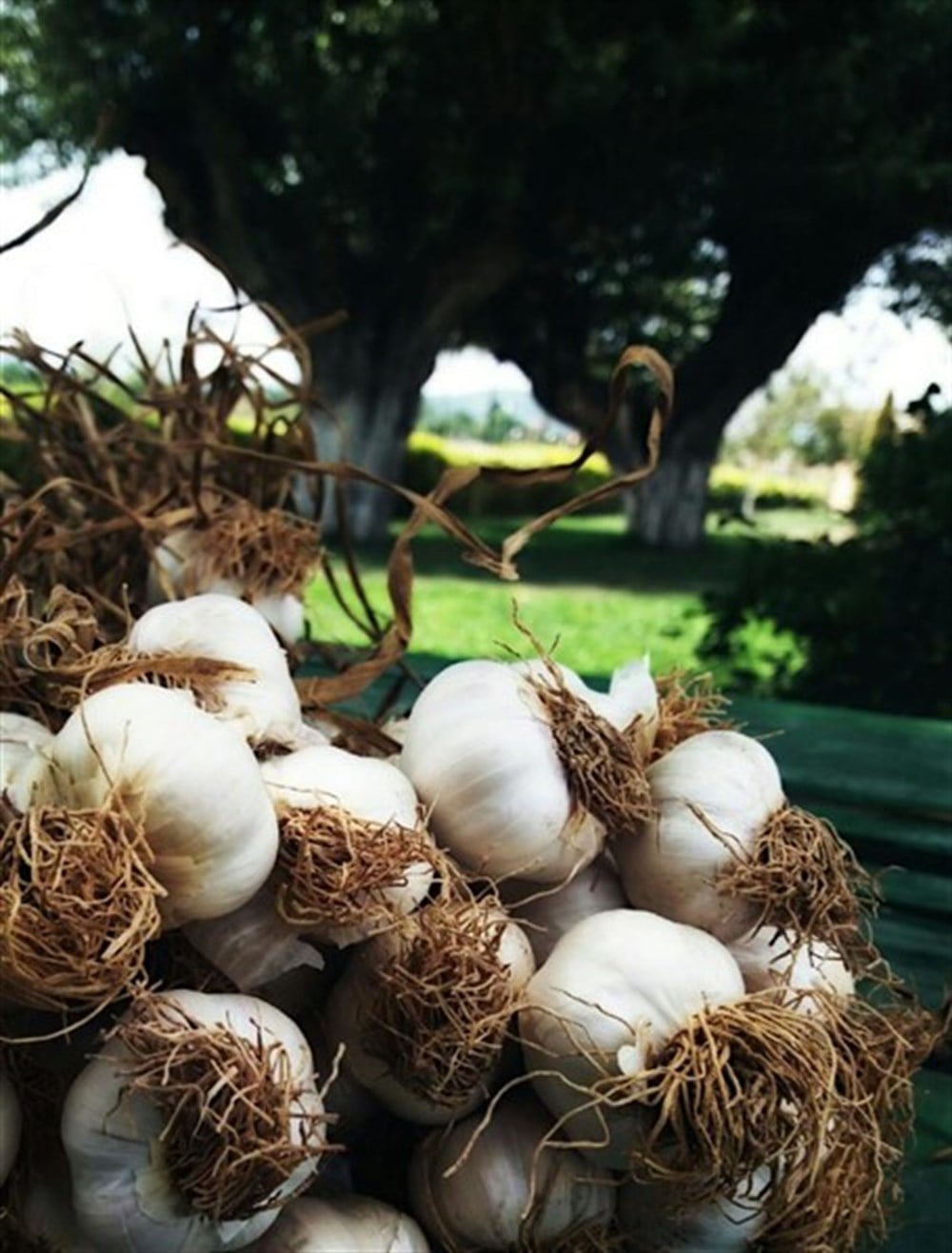 Taşköprü Sarımsağı 1000 gr. 2018 Mahsülü, İri 1. Kalite Sarımsak