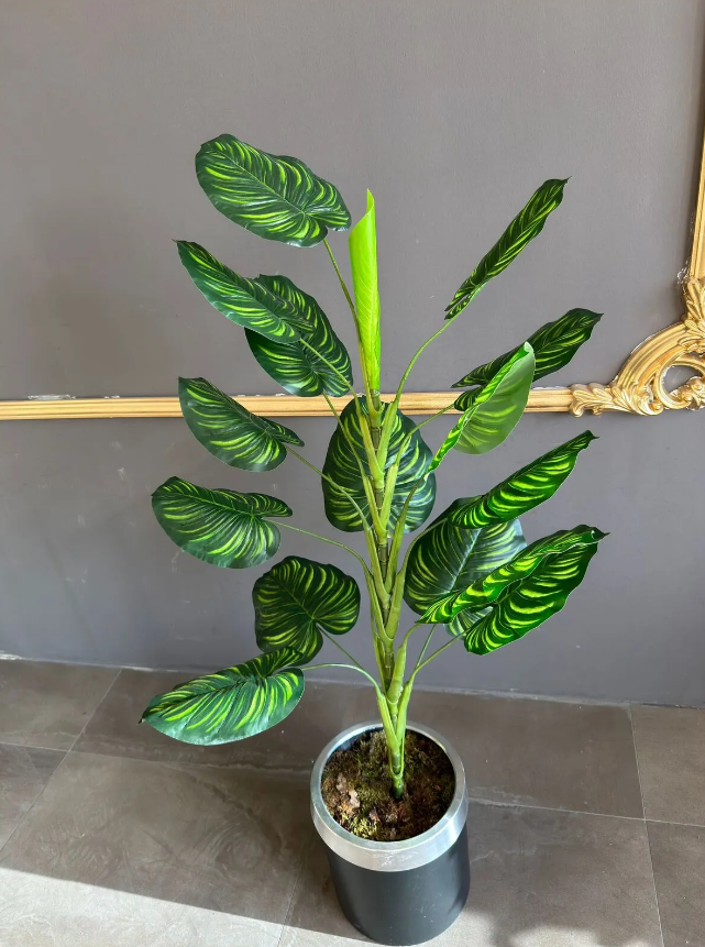  Orta Difenbahya Ağaç 125 CM 15 YAPRAK