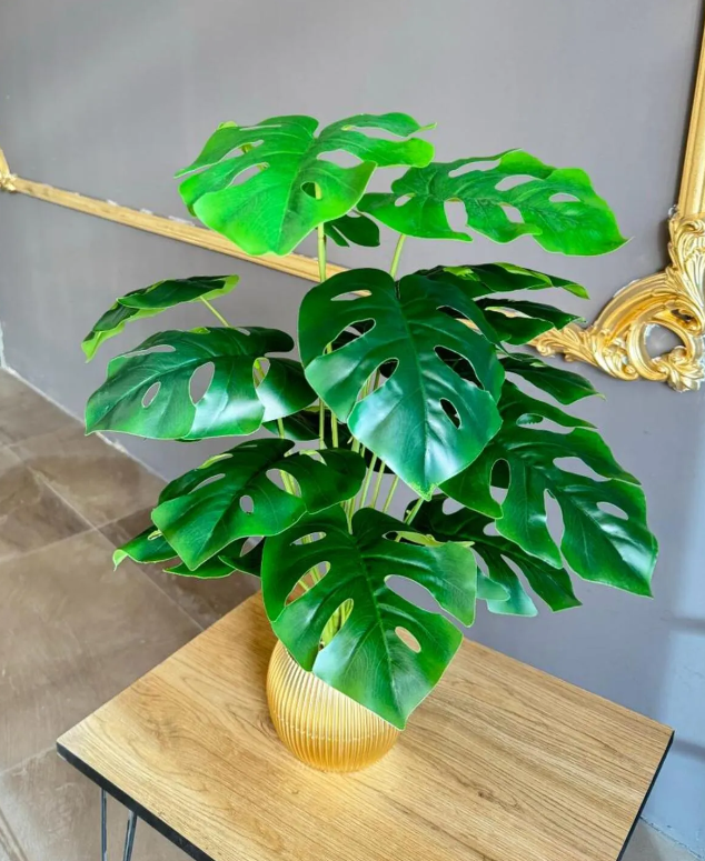 18 Yapraklı Deve Tabanı Çiçek Salon Çiçeği 70 Cm