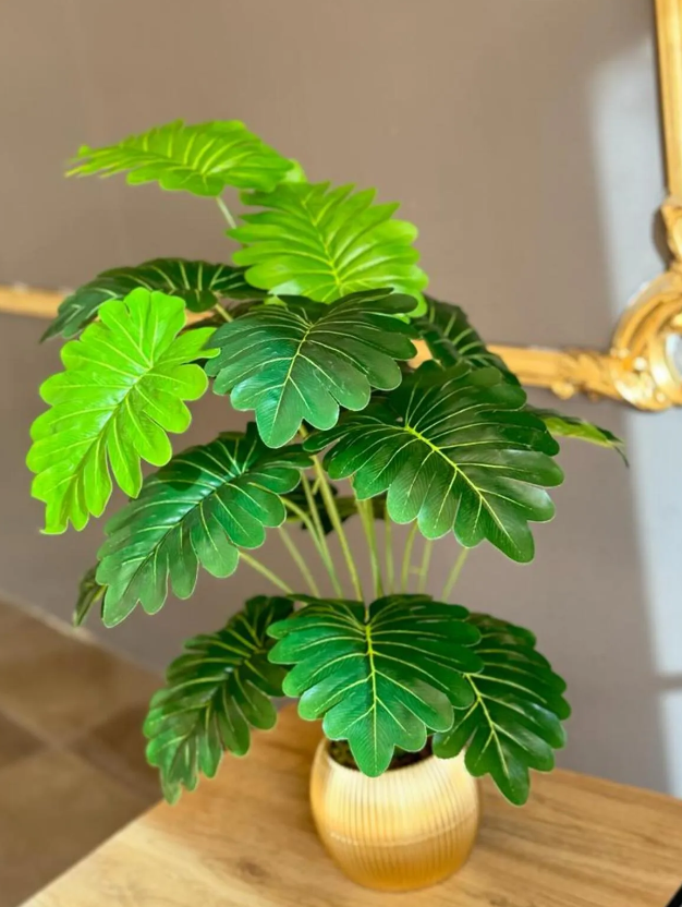 18 Yapraklı Syngonium Çiçek Salon Çiçeği 70 Cm