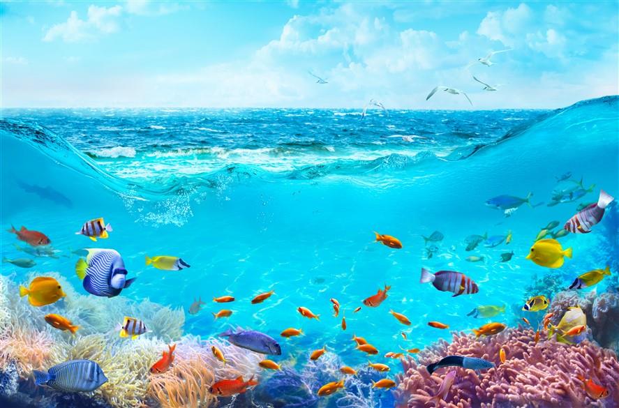 Denizaltı Duvar Kağıdı-38