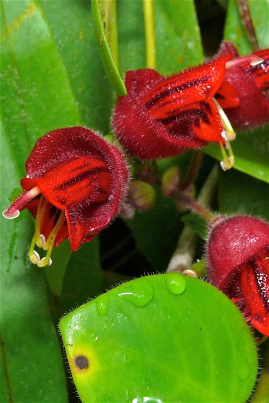 Aeschynanthus Radicans (Ruj Çiçeği)