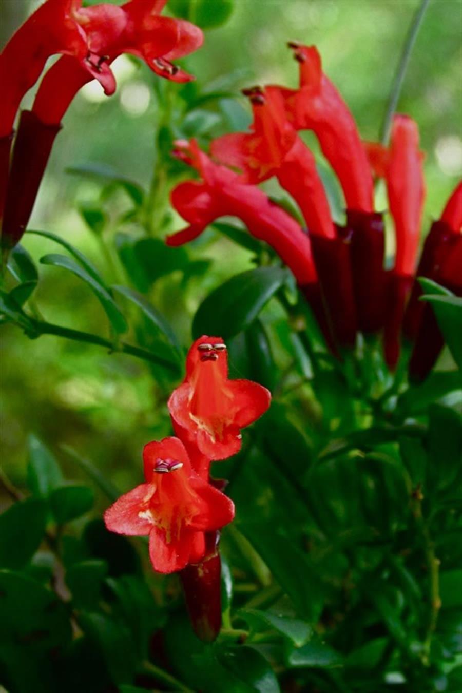 Aeschynanthus Radicans (Ruj Çiçeği)