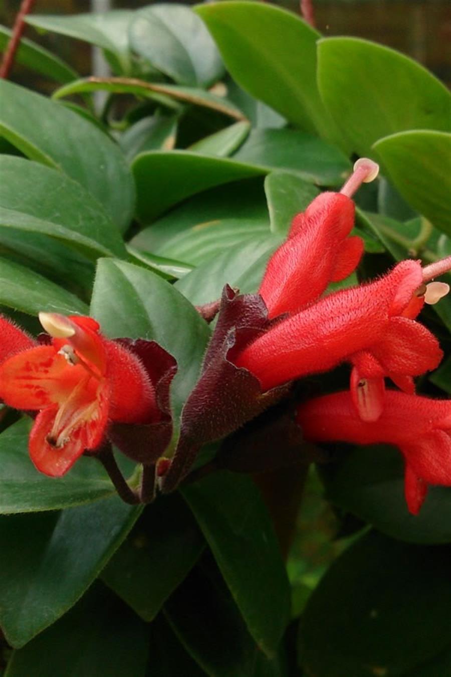 Aeschynanthus Radicans (Ruj Çiçeği)