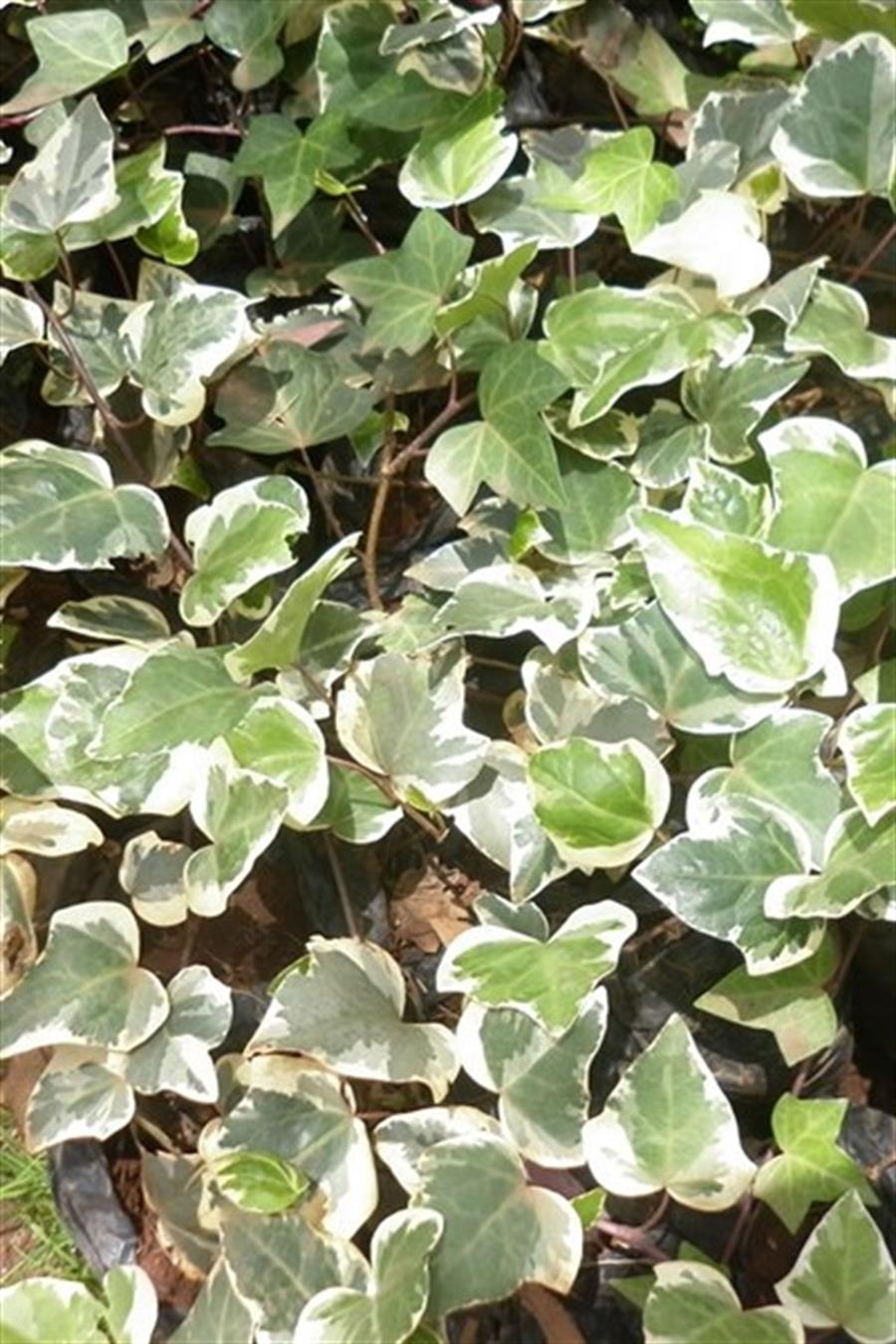 Alacalı Orman Sarmaşığı (Hedera)