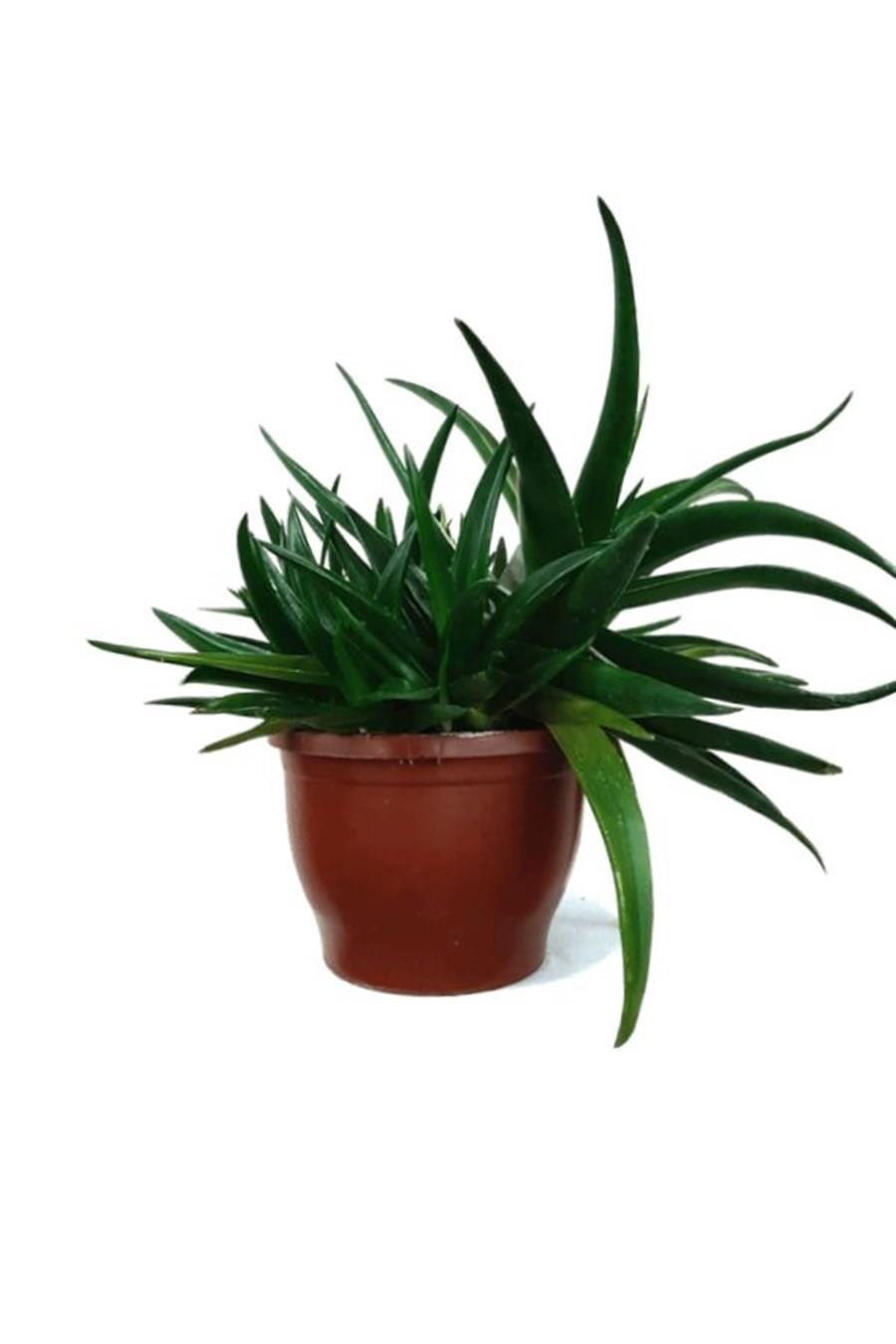 Aloe Brevifolia | Aloe