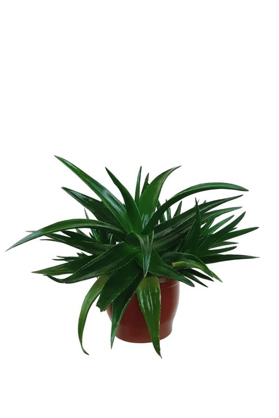 Aloe Brevifolia | Aloe