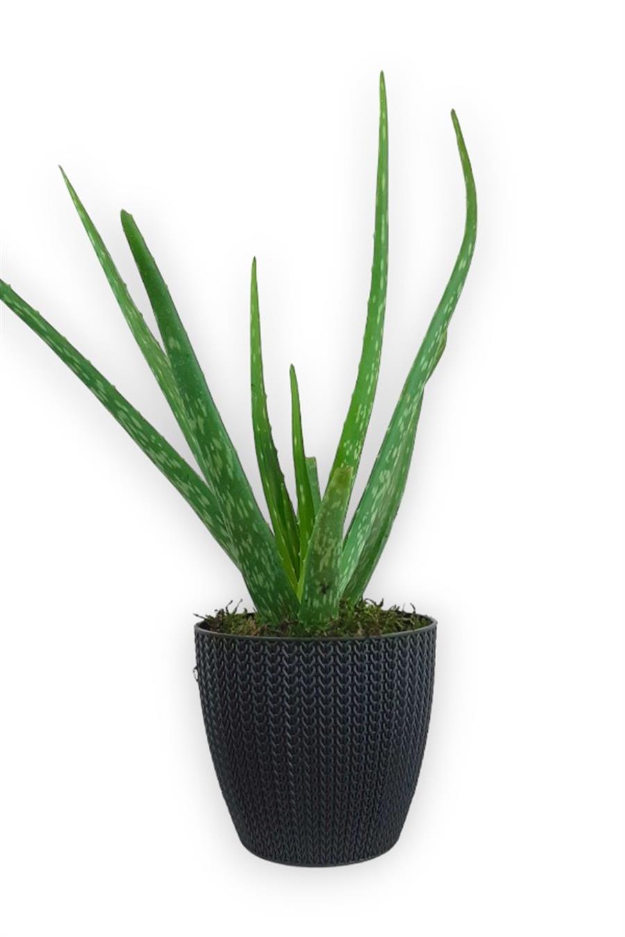 Aloe Vera Bitkisi Antrasit Sümela Saksıda | Aloe
