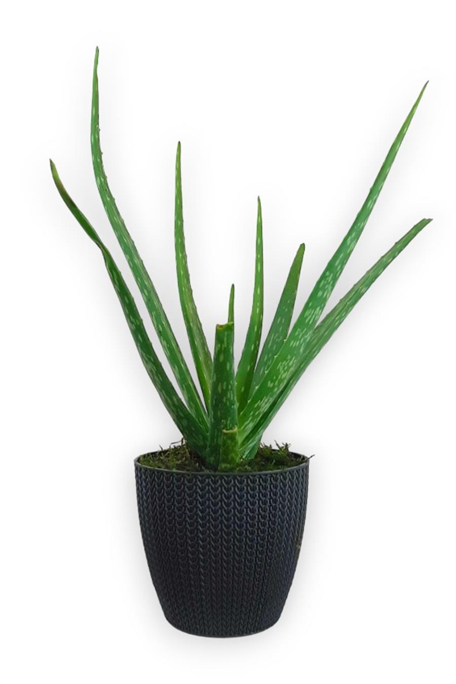 Aloe Vera Bitkisi Antrasit Sümela Saksıda | Aloe