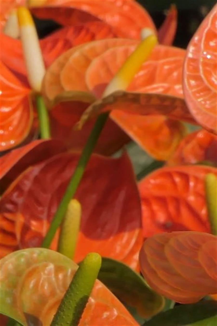 Anthoryum - Flamingo Çiçeği