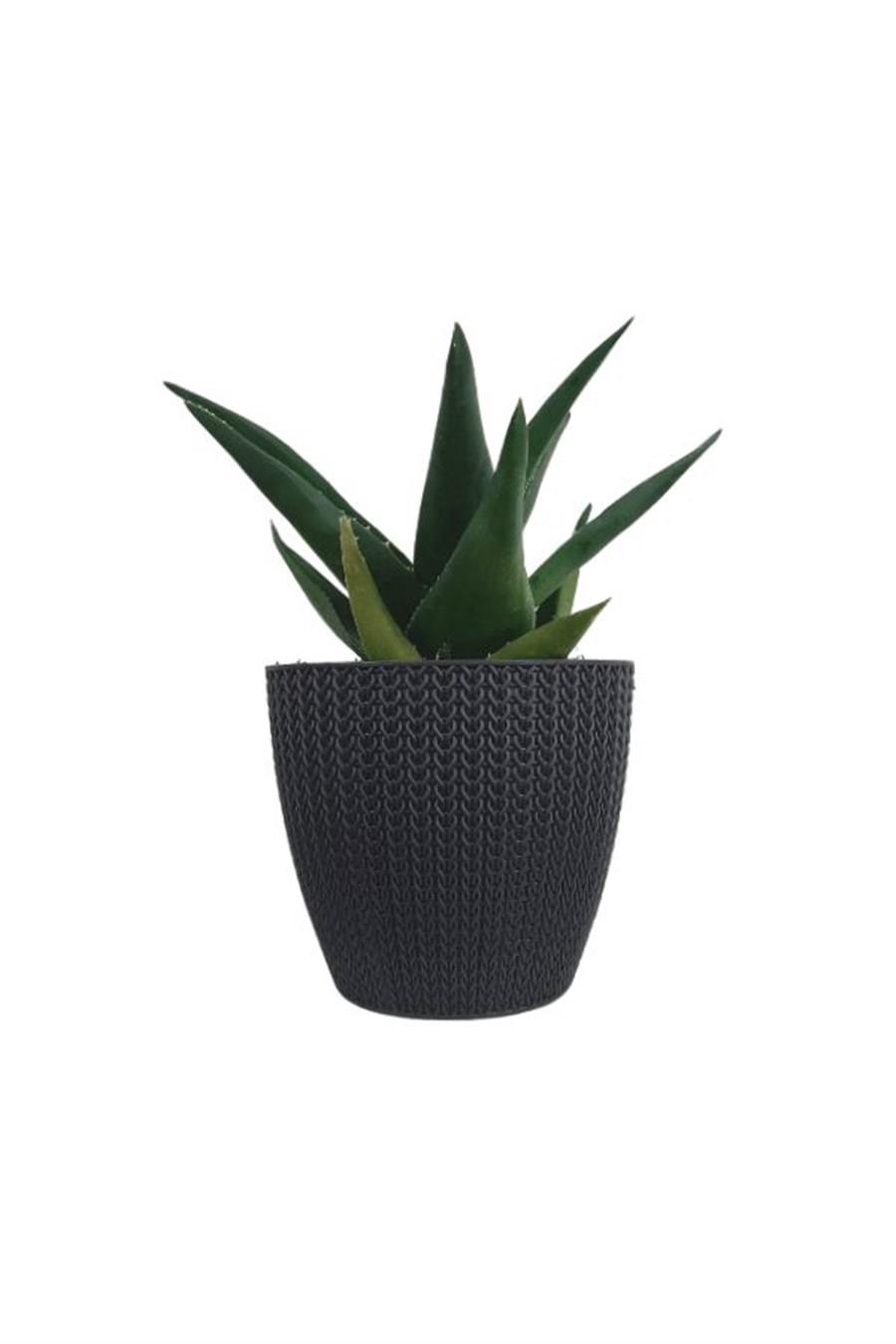 Antrasit Sümela Saksıda Aloe Brevifolia | Aloe