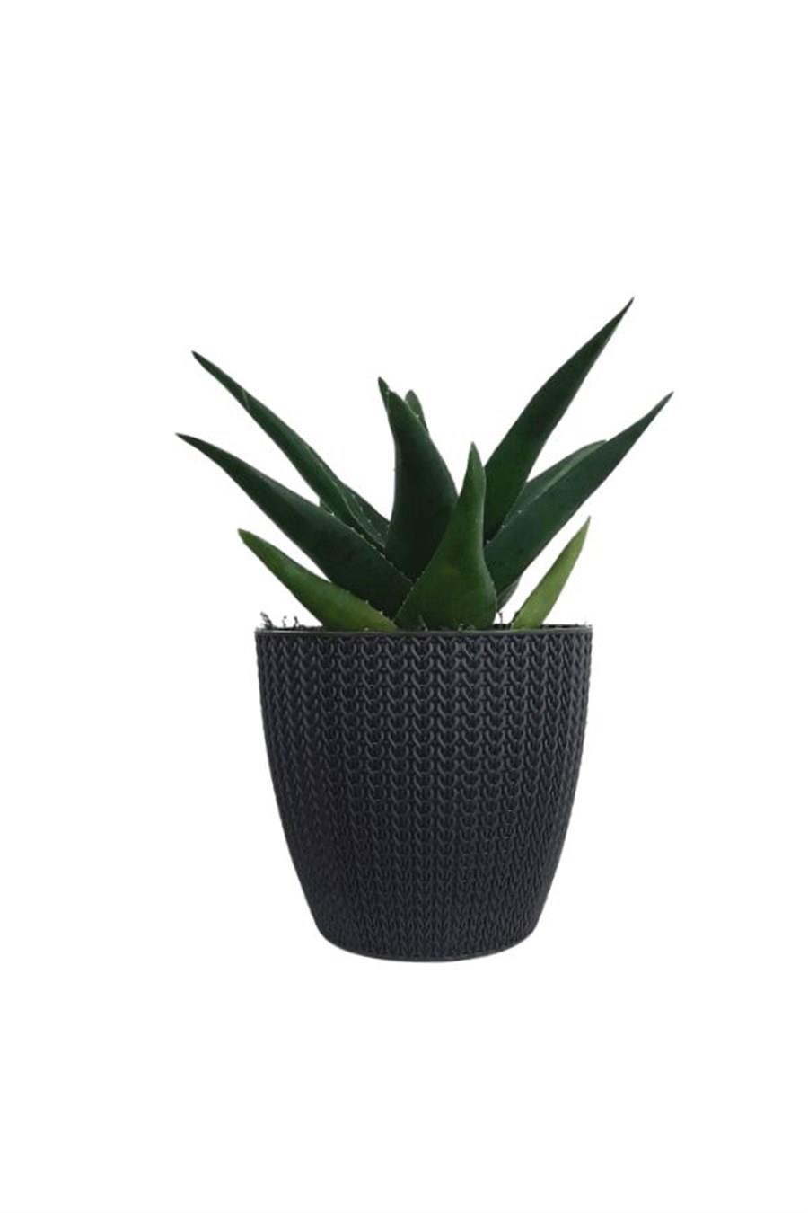 Antrasit Sümela Saksıda Aloe Brevifolia | Aloe
