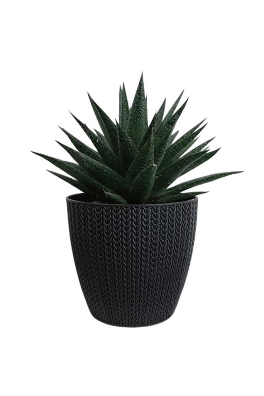 Antrasit Sümela Saksıda Gasterworthia | Diğer Sukulent Cinsleri