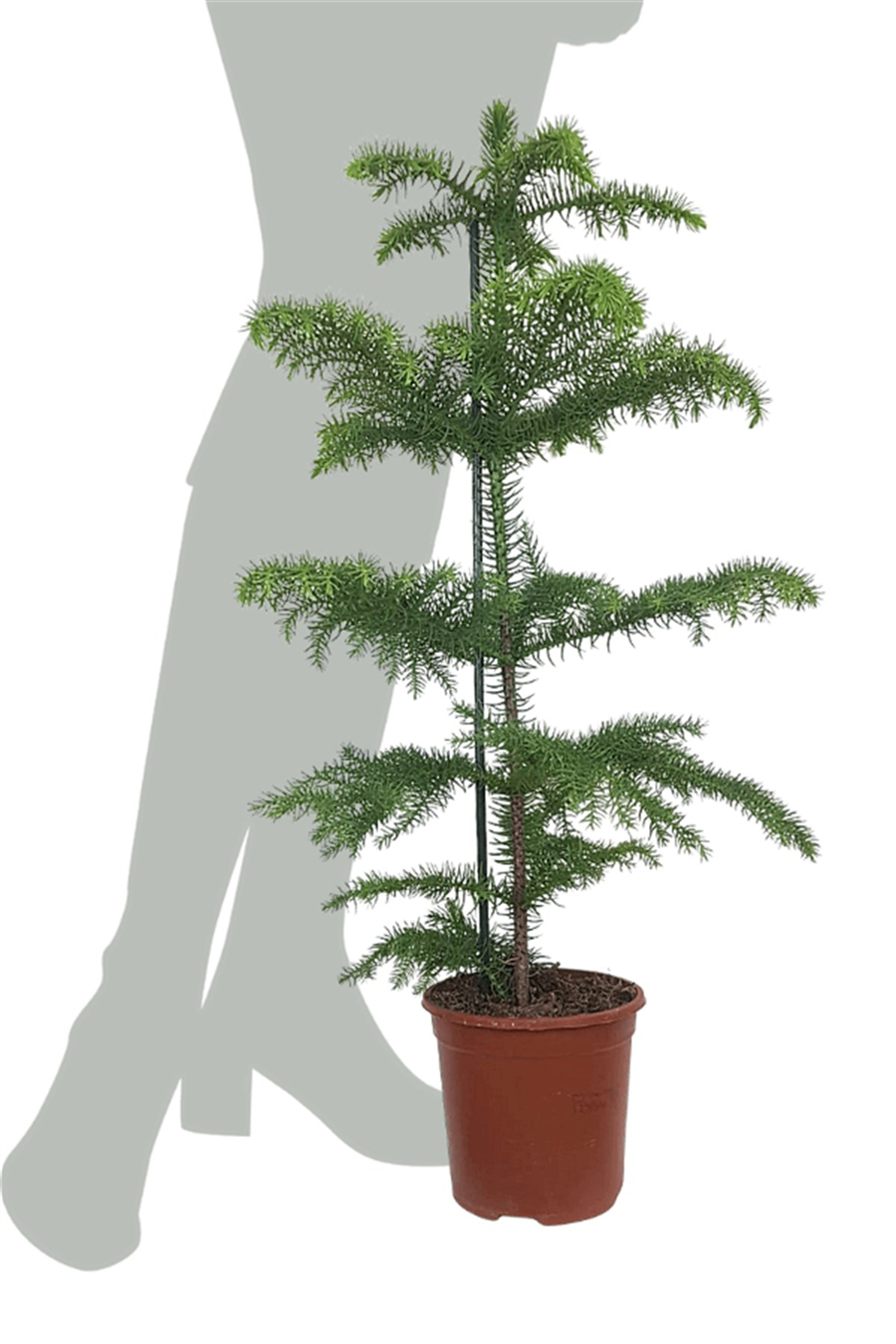Arokarya - Salon Çamı (40-60 cm) | Yapraklı Salon Bitkileri