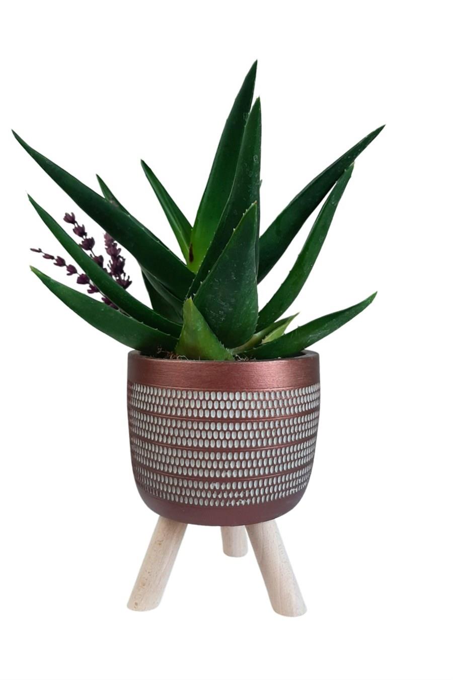 Bakır Ayaklı Saksıda Aloe Brevifolia | Tasarım Çiçekler