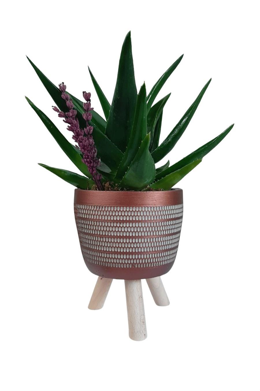 Bakır Ayaklı Saksıda Aloe Brevifolia | Tasarım Çiçekler