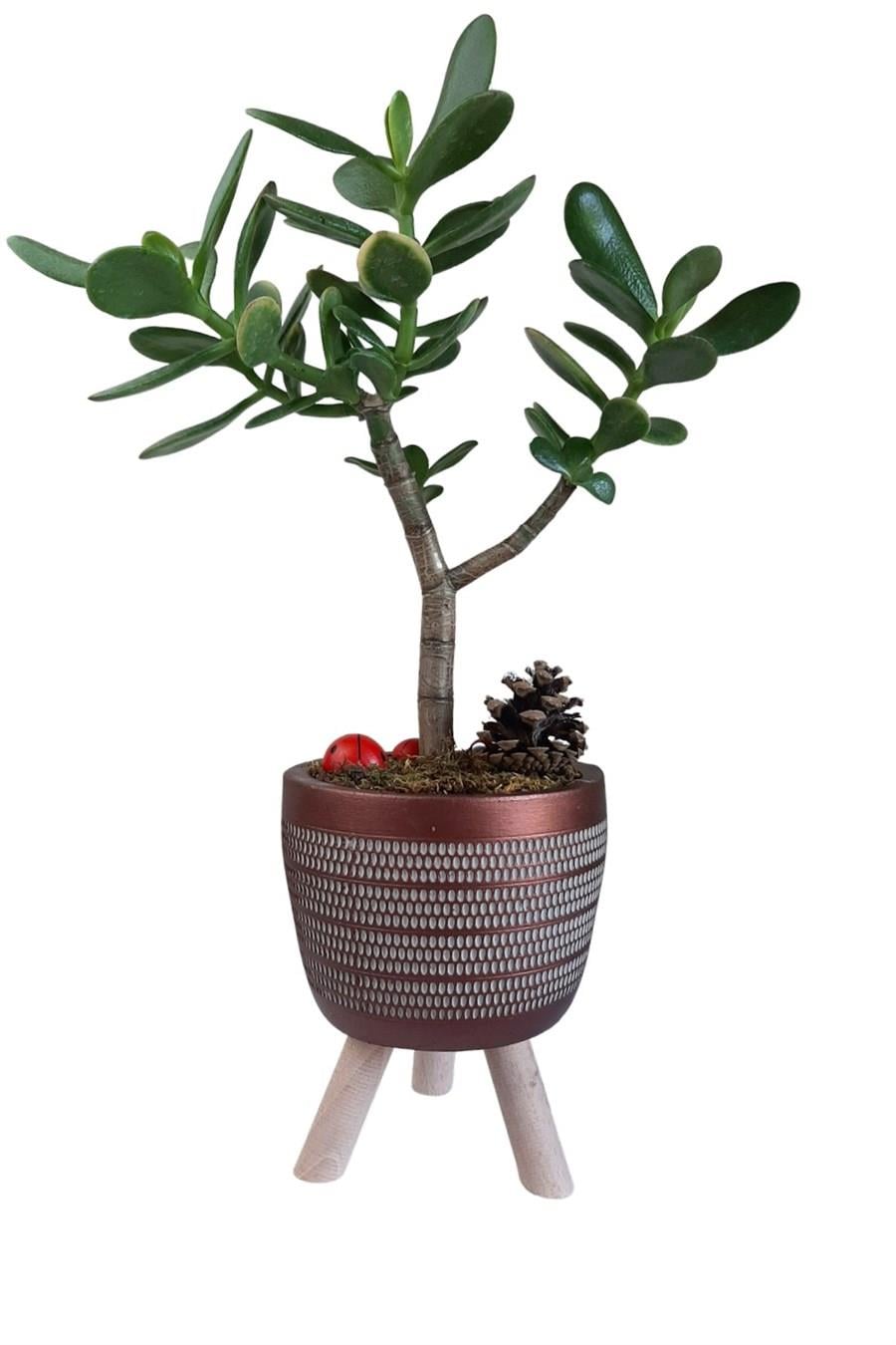 Bakır Ayaklı Saksıda Crassula Ovata | Tasarım Çiçekler