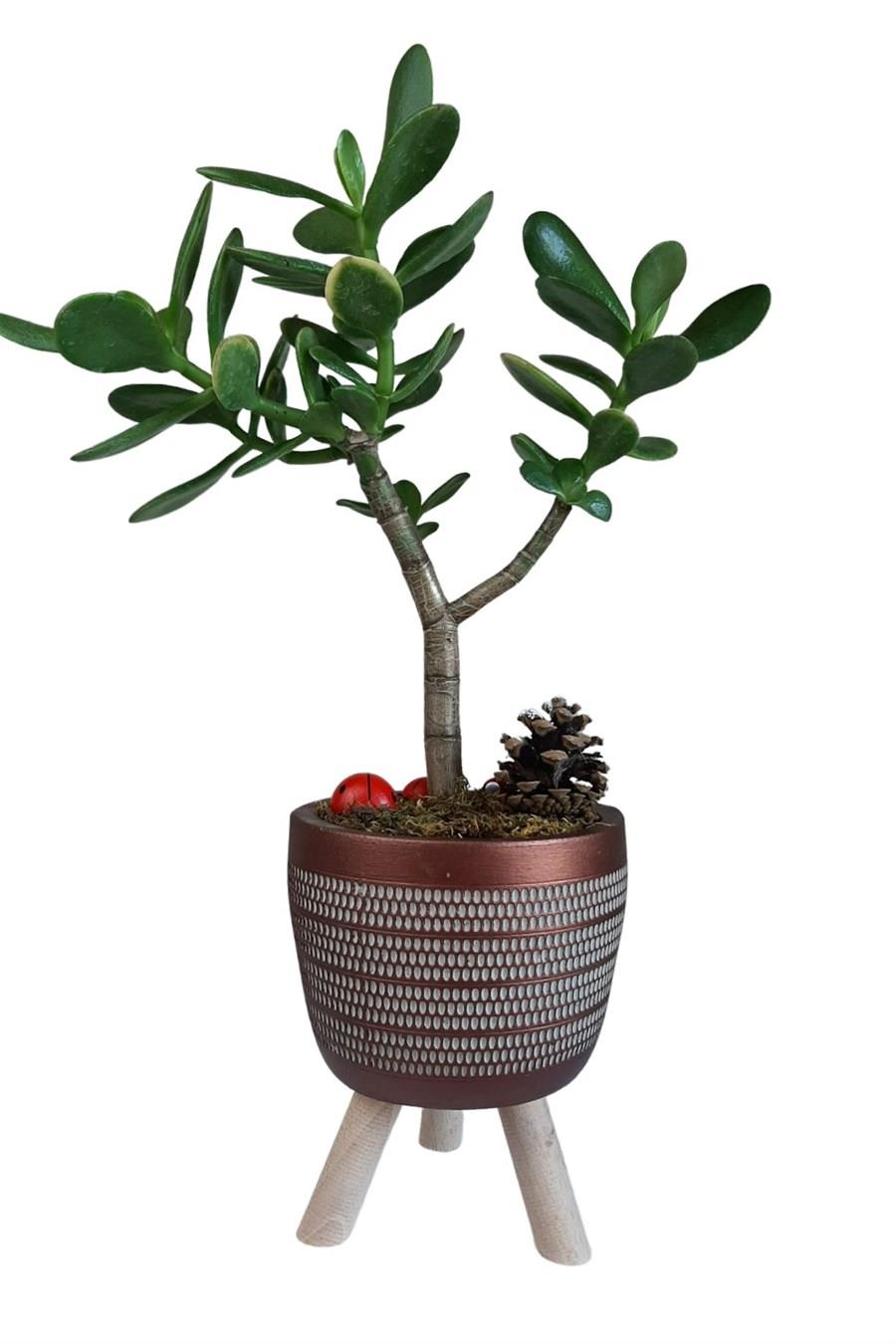 Bakır Ayaklı Saksıda Crassula Ovata | Tasarım Çiçekler