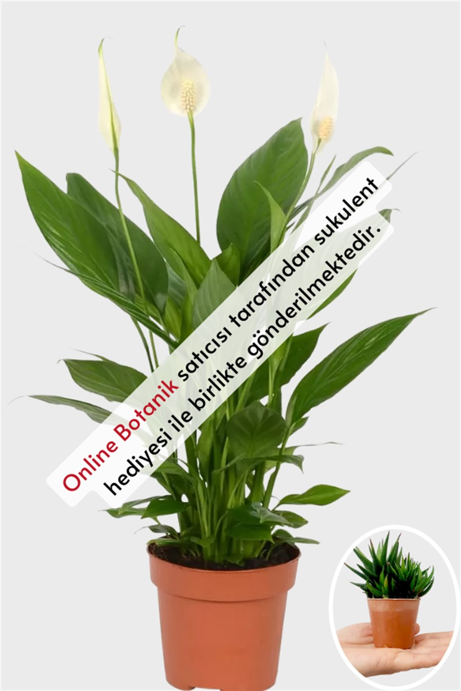Barış Çiçeği (40~60 cm) | Çiçekli Salon Bitkileri