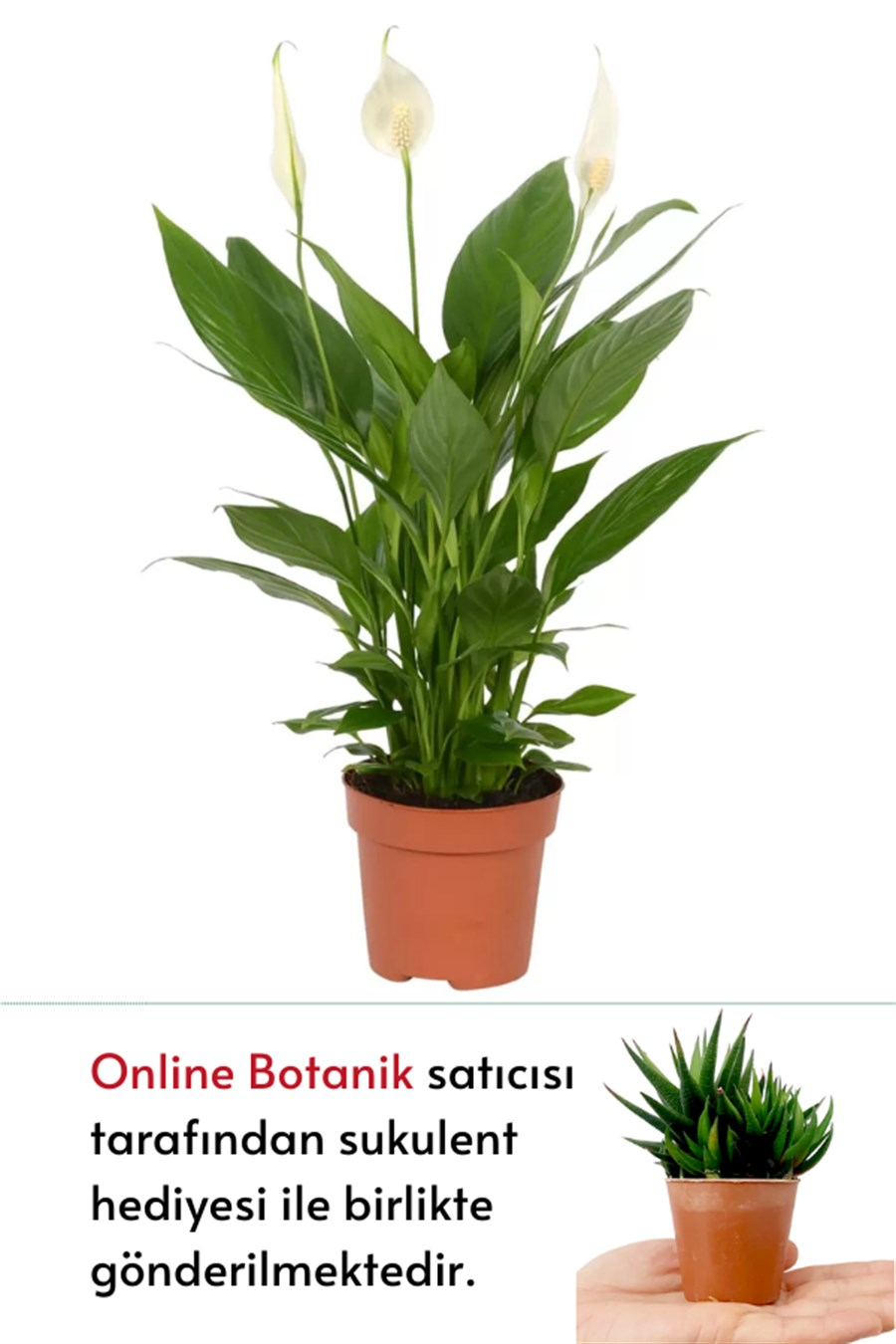 Barış Çiçeği (40~60 cm) | Çiçekli Salon Bitkileri