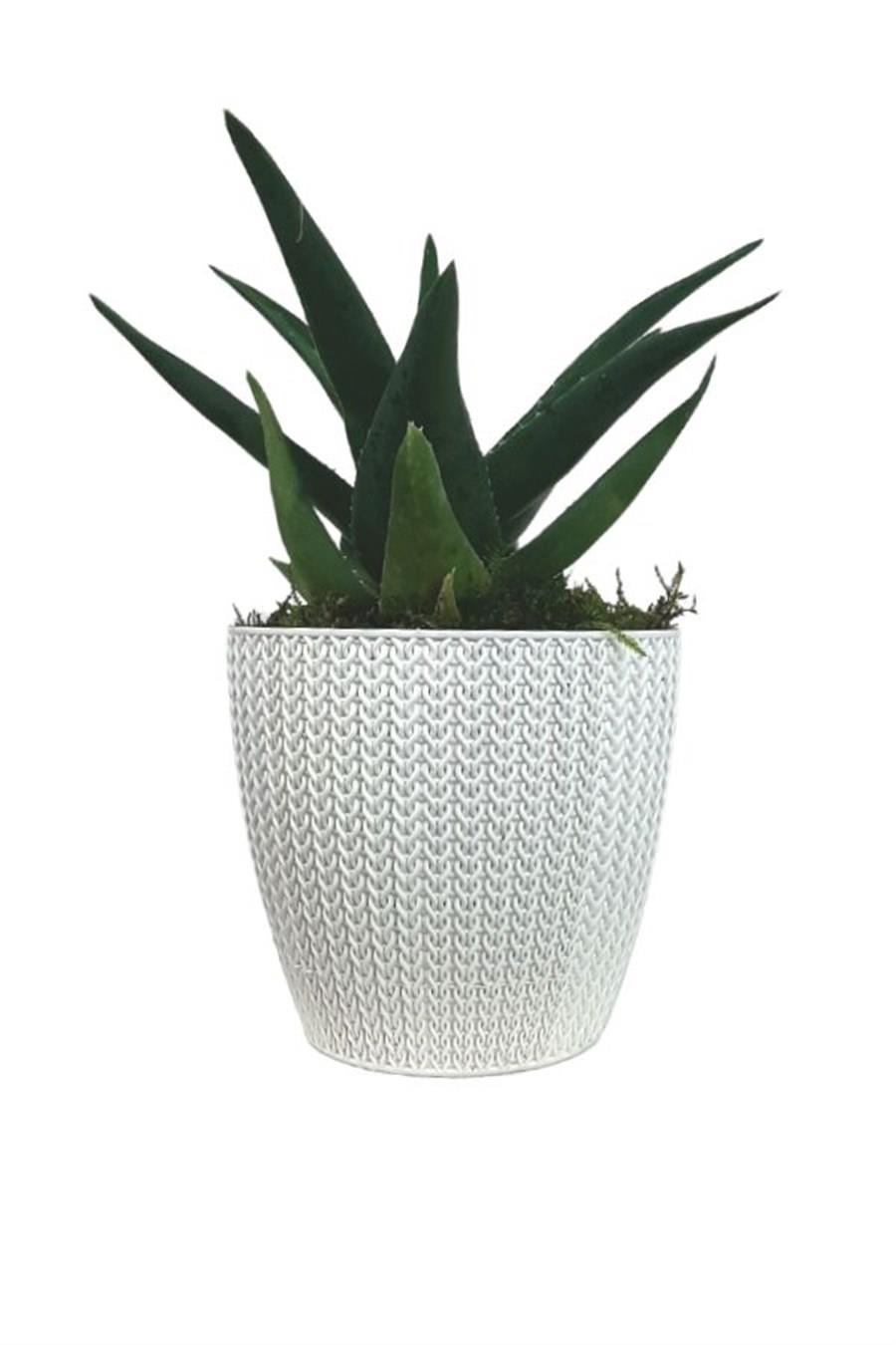 Beyaz Sümela Saksıda Aloe Brevifolia | Aloe