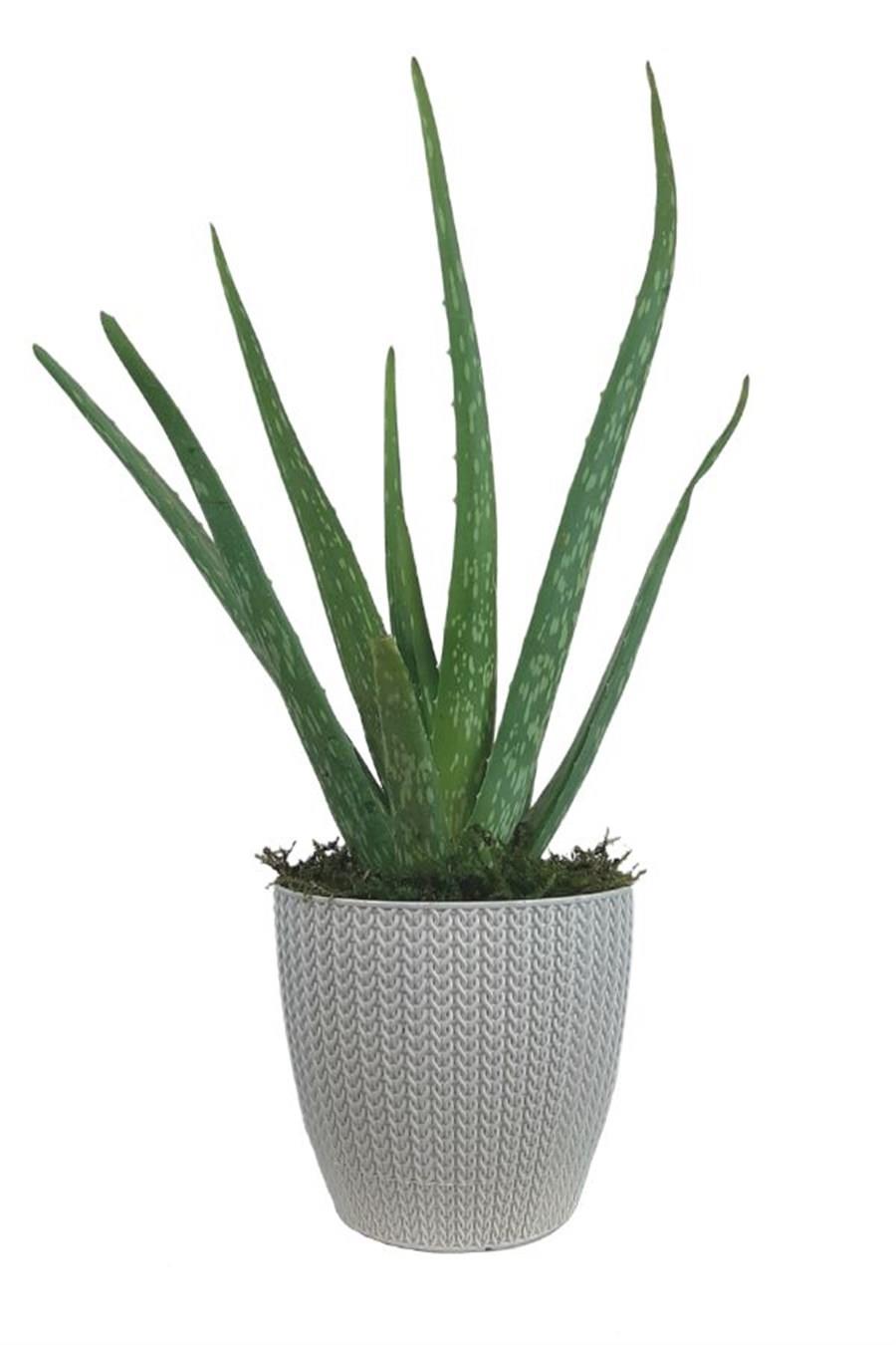 Beyaz Sümela Saksıda Aloe Vera | Aloe