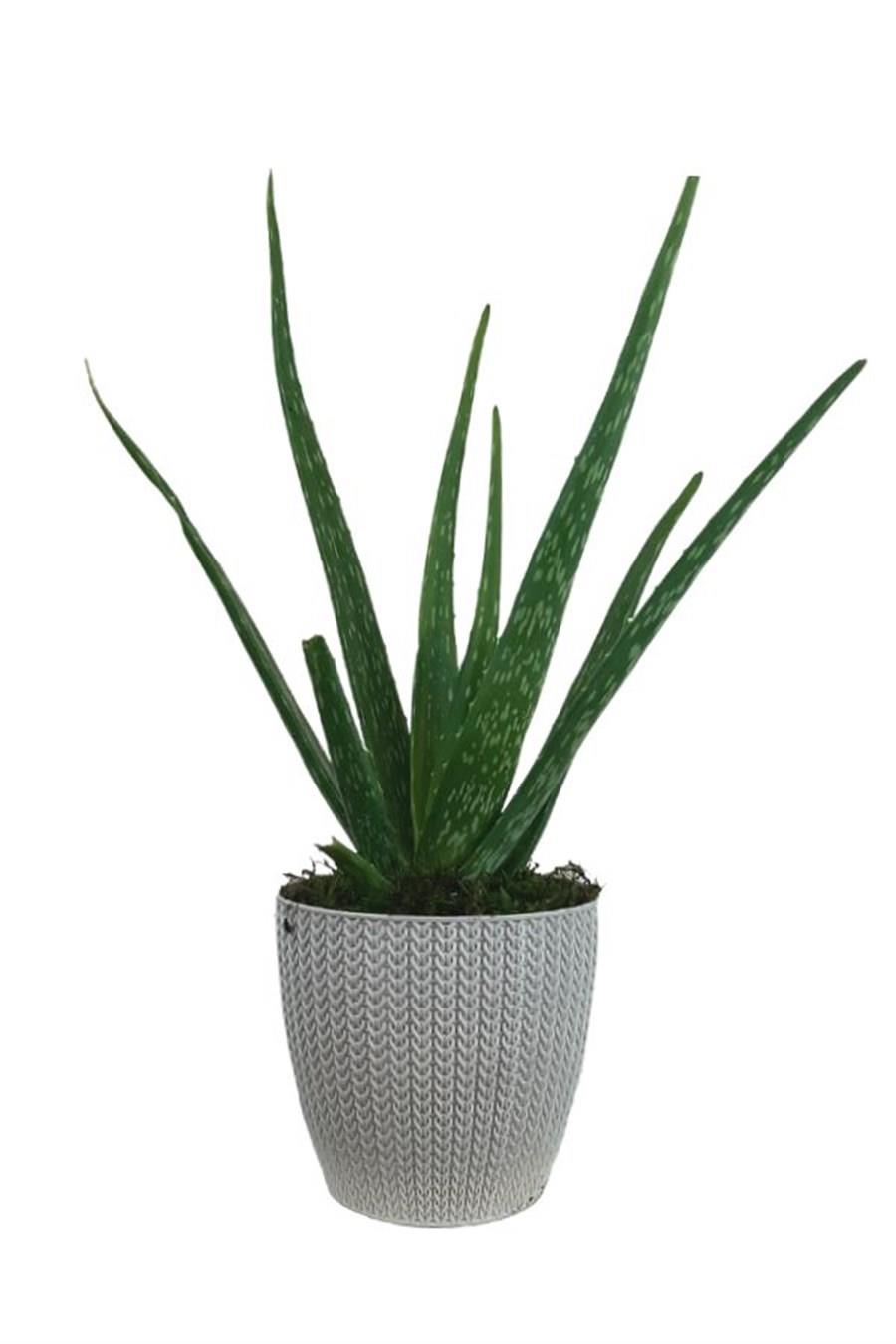 Beyaz Sümela Saksıda Aloe Vera | Aloe